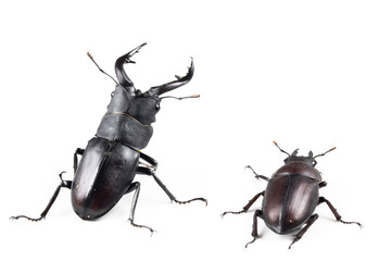 ノコギリクワガタのペア