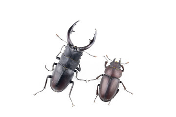 ノコギリクワガタのペア