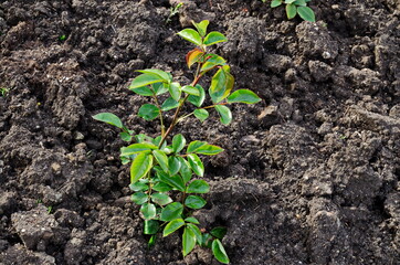 Freshly rooted rose bush in a new spring garden, Sofia, Bulgaria   