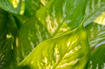 closeup nature view of green leaf in garden, nature background, tropical leaf