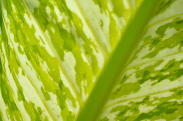 Wallpaper concept, nature background, tropical leaf