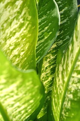 closeup nature view of green leaf in garden, wallpaper concept, nature background, tropical leaf