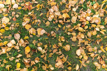 Fallen autumn leaves are ideal for seasonal use. Background texture