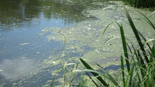 dead fish in the water. ecological catastrophy. pollution of rivers, lakes, ponds