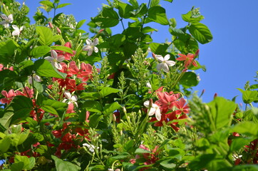 Bright and colorful Drunken Sailor  flowers with green leaves and blue sky.