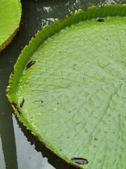  Victoria lotus leaves in the pond