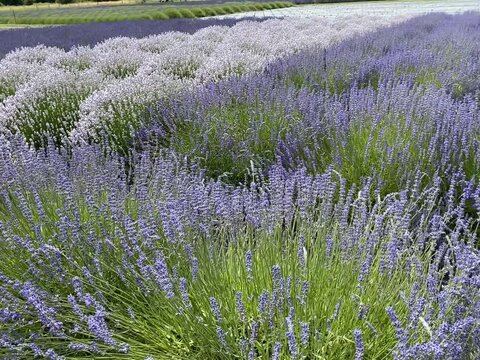 Lavender plants of all shades sway in the breeze on a lavender farm in Sequim, Washington.