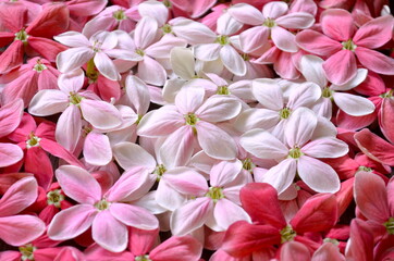 Sweet and beautiful wallpaper for Valentine or wedding backdrop design.