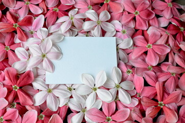 Beautiful Chinese honey Suckle flowers on white papar background. Space for text.