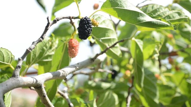 Mulberry fruits. There is a shortage of fruits this year. Mulberries of different colors on a tree on a sunny day