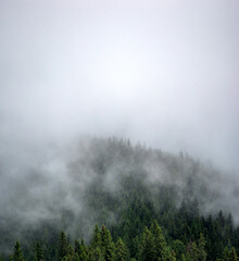 Panorama of forest in fog in summer in the carpathian