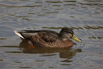 Wild duck swims slowly on the lake