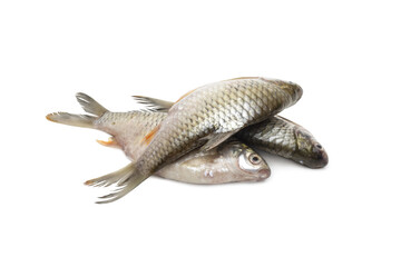 A pile of fresh silver barb fish on an isolated white background