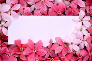 Beautiful Drunken Sailor flowers on black wood background. Space for text.