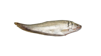 Fresh bronze featherback river fish close up on isolated white background