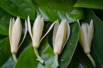 White Champaka isolated on the green leaves background