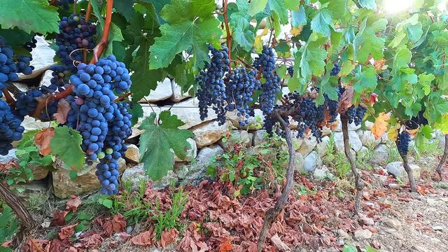 Harvest season. Close view of grapes in the vineyard. Merlot grapes close up. Oenologist