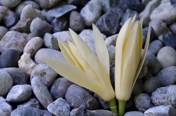 White Champaka isolated on the stone background

