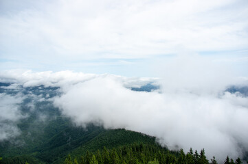 Fog over the forest of the Carpathian mountains in summer