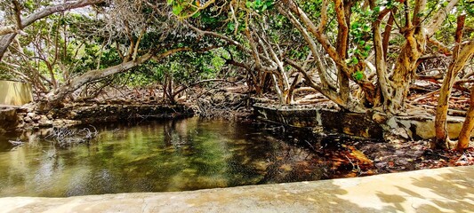Aruban pond