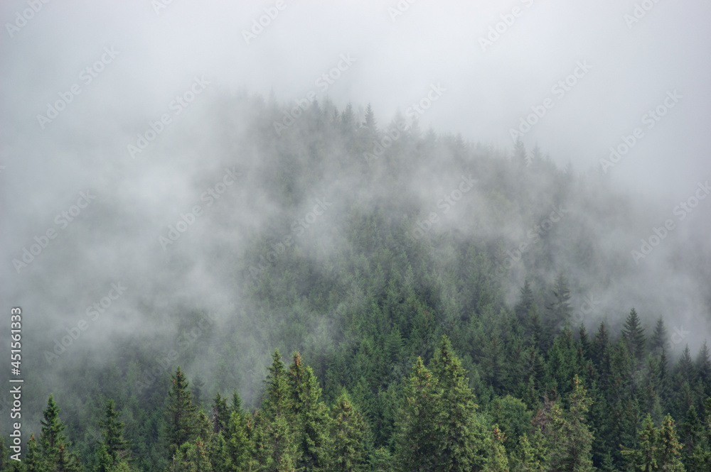 Canvas Prints fog over the forest of the carpathian mountains in summer