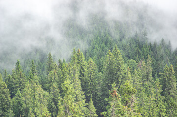 Forest in the fog on a summer morning in the mountains