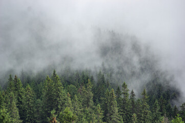 Fog over the forest of the Carpathian mountains in summer