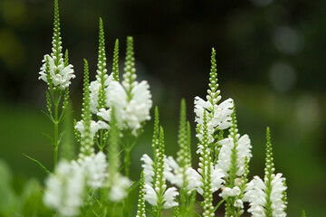 white herb flowers