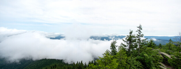 Naklejka na ściany i meble Fog over the forest of the Carpathian mountains in summer