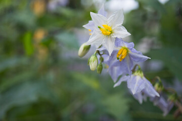 「オニナスビ(Solanum carolinense)」／ナス科