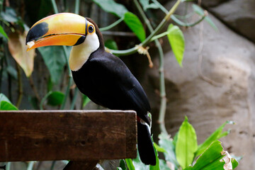 Toco toucan (Ramphastos toco), also known as the common toucan or giant toucan eating