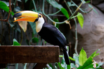 Toco toucan (Ramphastos toco), also known as the common toucan or giant toucan eating.