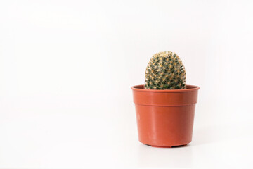 cactus in pot  isolated on white background