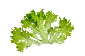 green lettuce leaves on white background