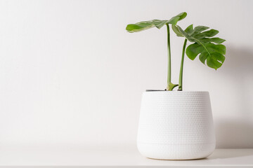 monstera plant in a pot