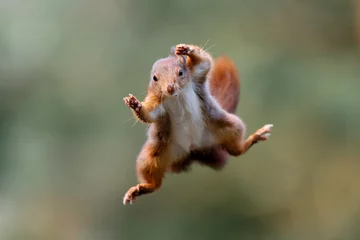 Deurstickers Eekhoorn Euraziatische rode eekhoorn (Sciurus vulgaris) die in het bos van Noord-Brabant in Nederland springt. Groene achtergrond.