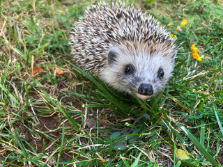 cute puppy hedgehog, smiling, looking at camera