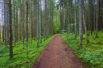 Fototapeta premium Green forest with pathway in Gauja National park, Latvia
