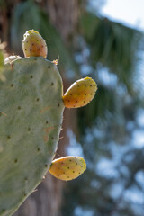 Opuntia humifusa, prickly pear cactus on leaf,