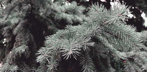 Christmas background with dark green fir tree