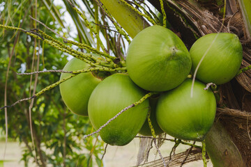 A bunch of green coconuts on the tree in the garden.