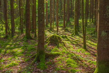 Green forest in Gauja National park, Latvia