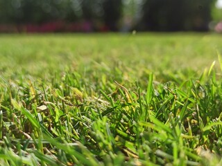 green grass background