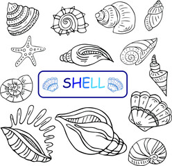 Set of marine theme. Sea shells. Different seashell on white background. Vector illustraton. Sketch style.
