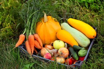 Bio food. Garden produce and harvested vegetable. Fresh farm vegetables in box
