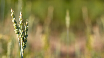 Spikelets of wheat. A field with spikelets on a summer day, August
