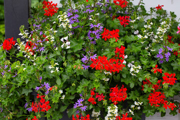 Basket with colorful mix of flowering  garden plants