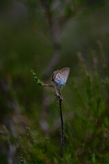silver studded butterfly resting in a field of heather