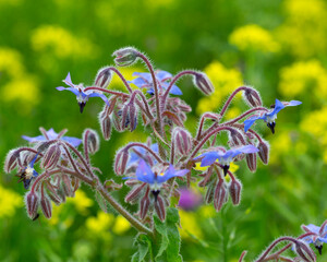 Close-up of Borage or Starflower (Borago officinalis), flowering