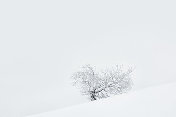Winter natural minimalism. white haze and a lonely tree in white frost in a snowy meadow. Selective soft focus.
